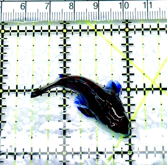 Green Mandarin Dragonet GMD080603 WYSIWYG Size: M 1.5" approx