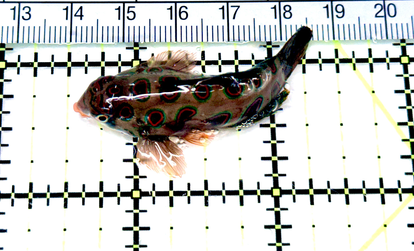 Spotted Mandarin Dragonet SMD080602 WYSIWYG Size : L 2" approx