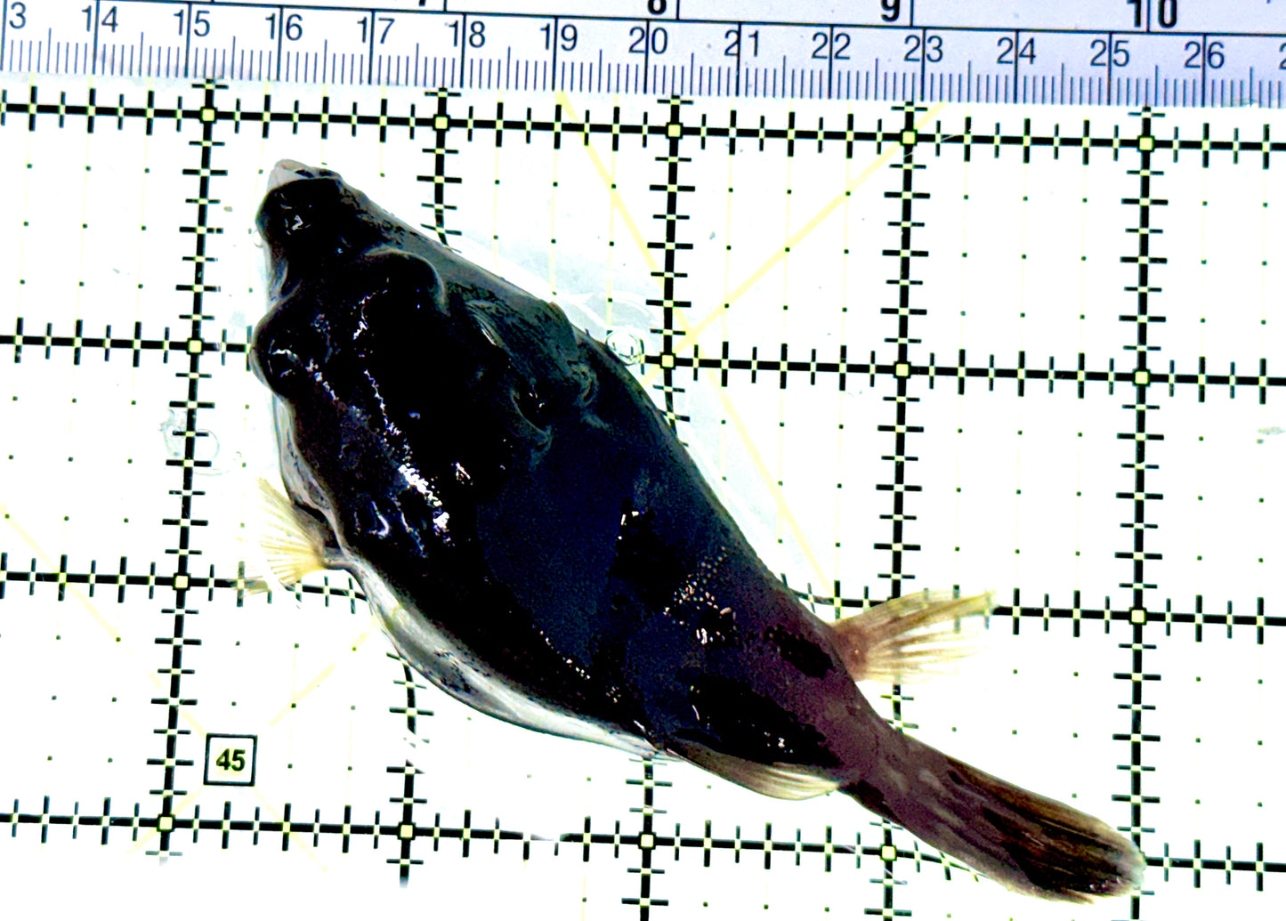 Dogface PufferFish DP080603 WYSIWYG Size: L 4.75" approx