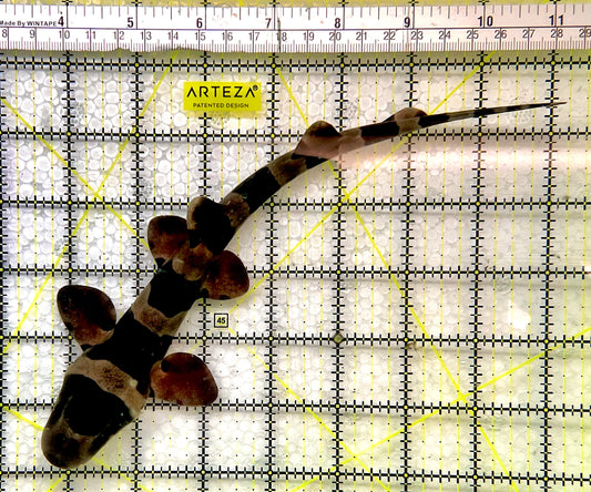 Banded Cat Shark BCS061001 WYSIWYG Size: S 9"