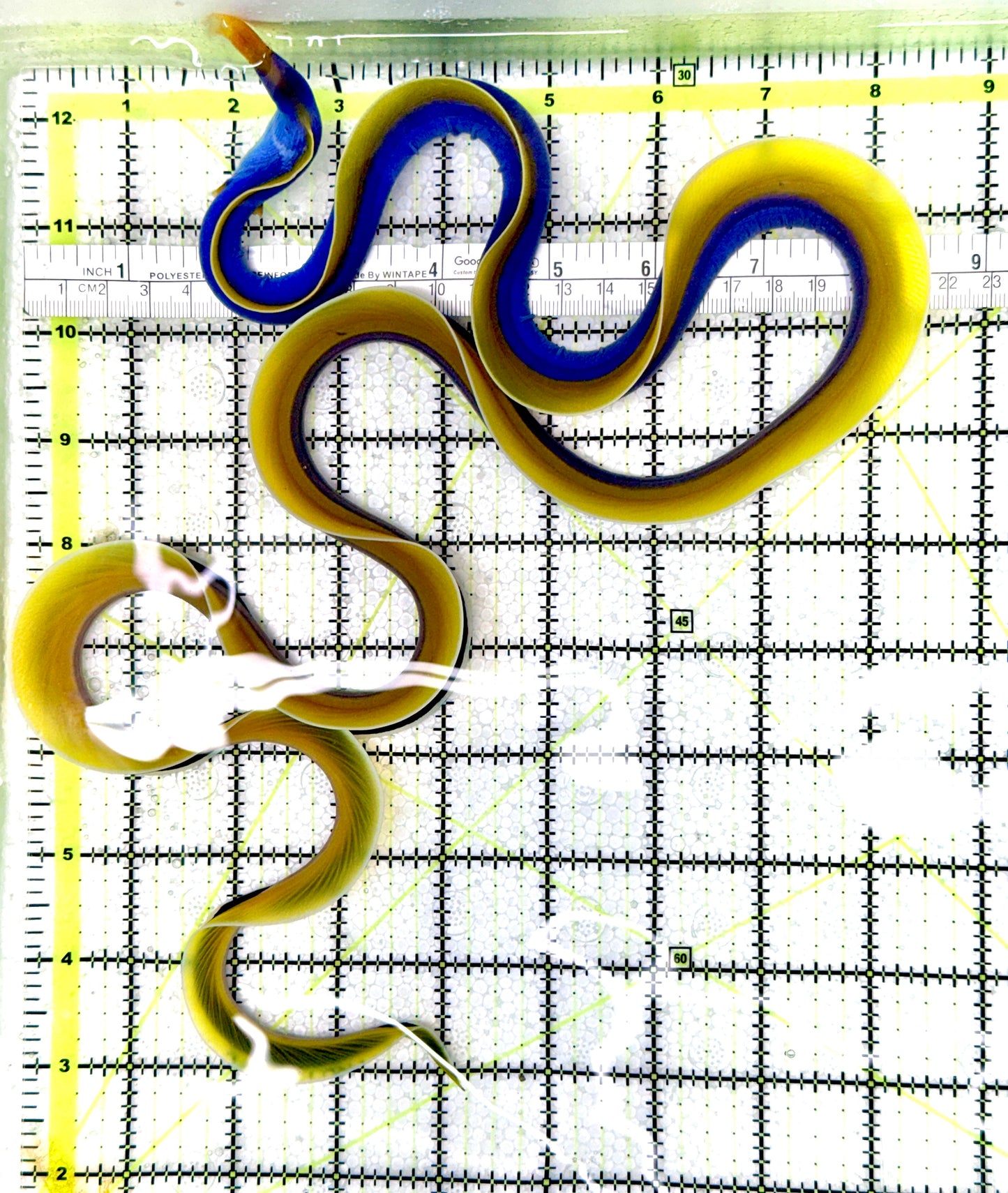 Blue Ribbon Eel BRE080601 WYSIWYG Size: XL/SHOW 32" approx