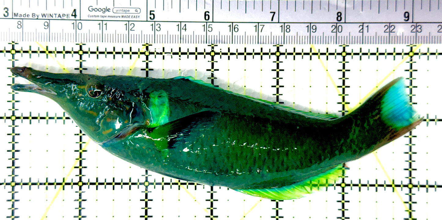 Green Bird Wrasse GBW080701 WYSIWYG Size: XL 6.25" approx