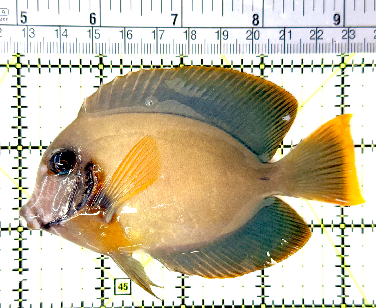 Chocolate Tang (Yellow Mimic when Juvenile) CT080701 WYSIWYG Size: L 4.25" approx