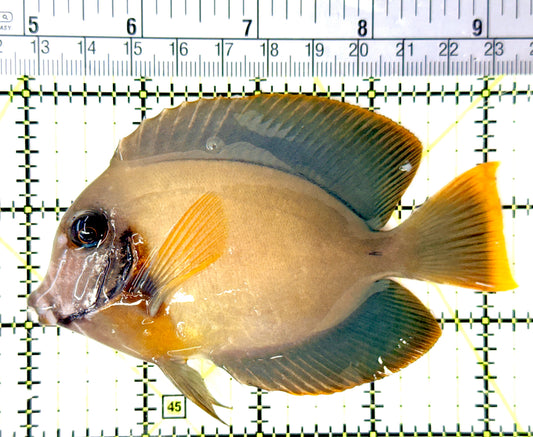 Chocolate Tang (Yellow Mimic when Juvenile) CT080701 WYSIWYG Size: L 4.25" approx