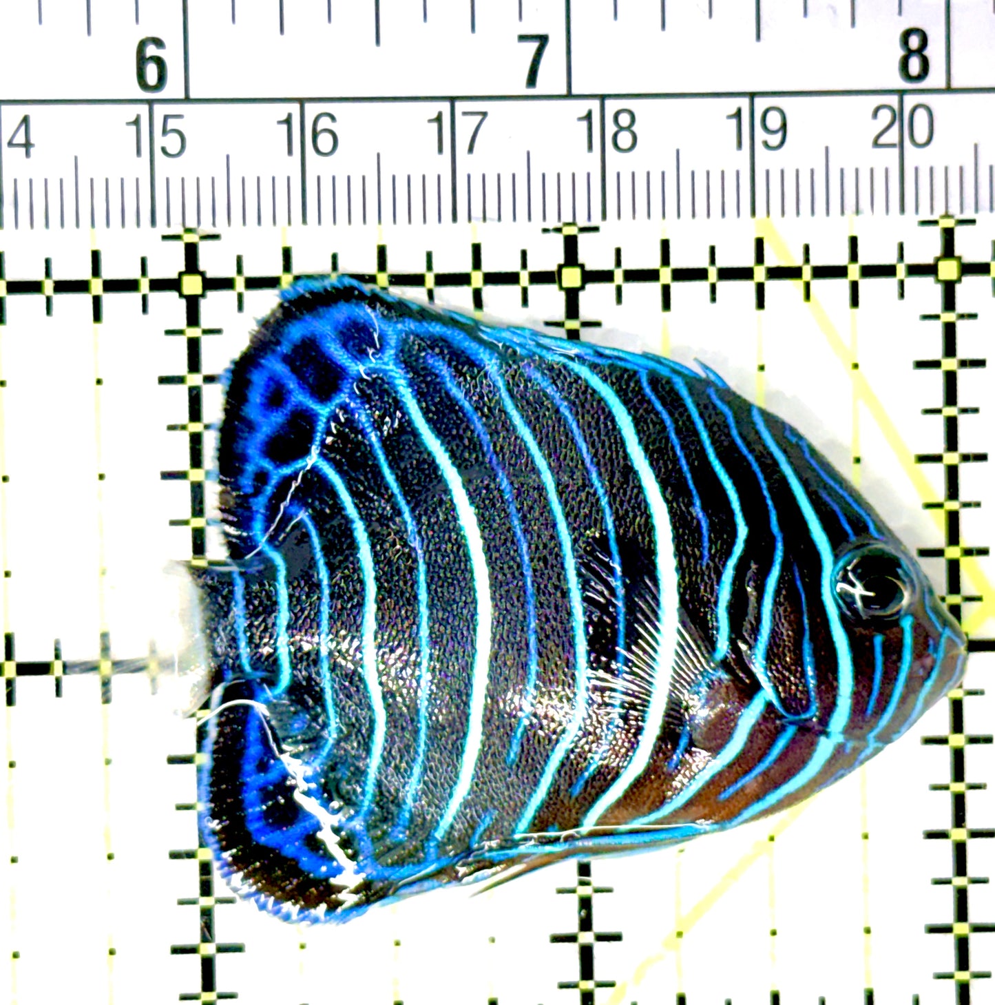 Blue Ring Angelfish Juvenile BRAJ080701 WYSIWYG Size: S 2.5" approx