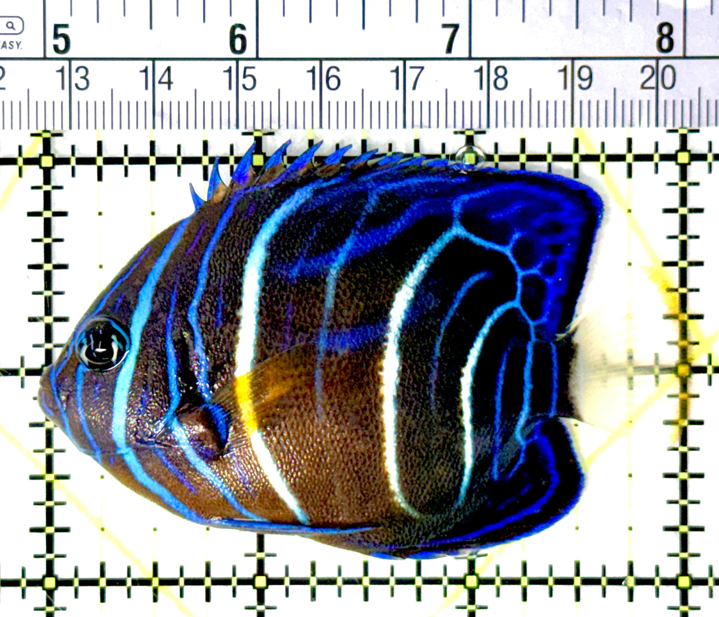 Blue Ring Angelfish Juvenile BRAJ080702 WYSIWYG Size: S 3" approx