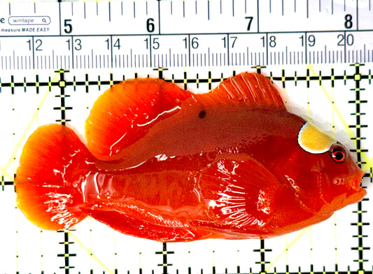 Gold Bar Maroon Clownfish Bali Grade A (Wild Caught) GBMCBGA080703 WYSIWYG Size: L 3.5" approx