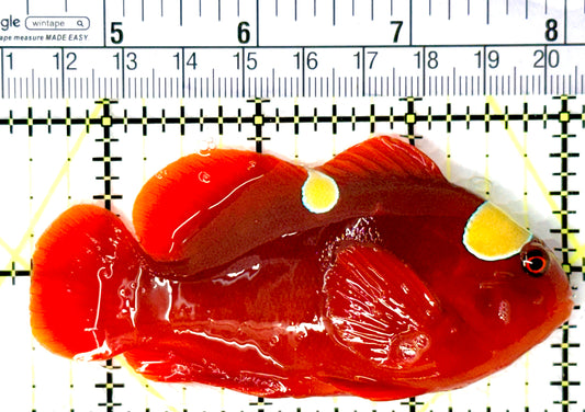 Gold Bar Maroon Clownfish Bali Grade A (Wild Caught) GBMCBGA080705 WYSIWYG Size: L 3.5" approx