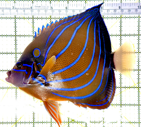 Blue Ring Angelfish Adult BRAA080702 WYSIWYG Size: XL 7.5" approx