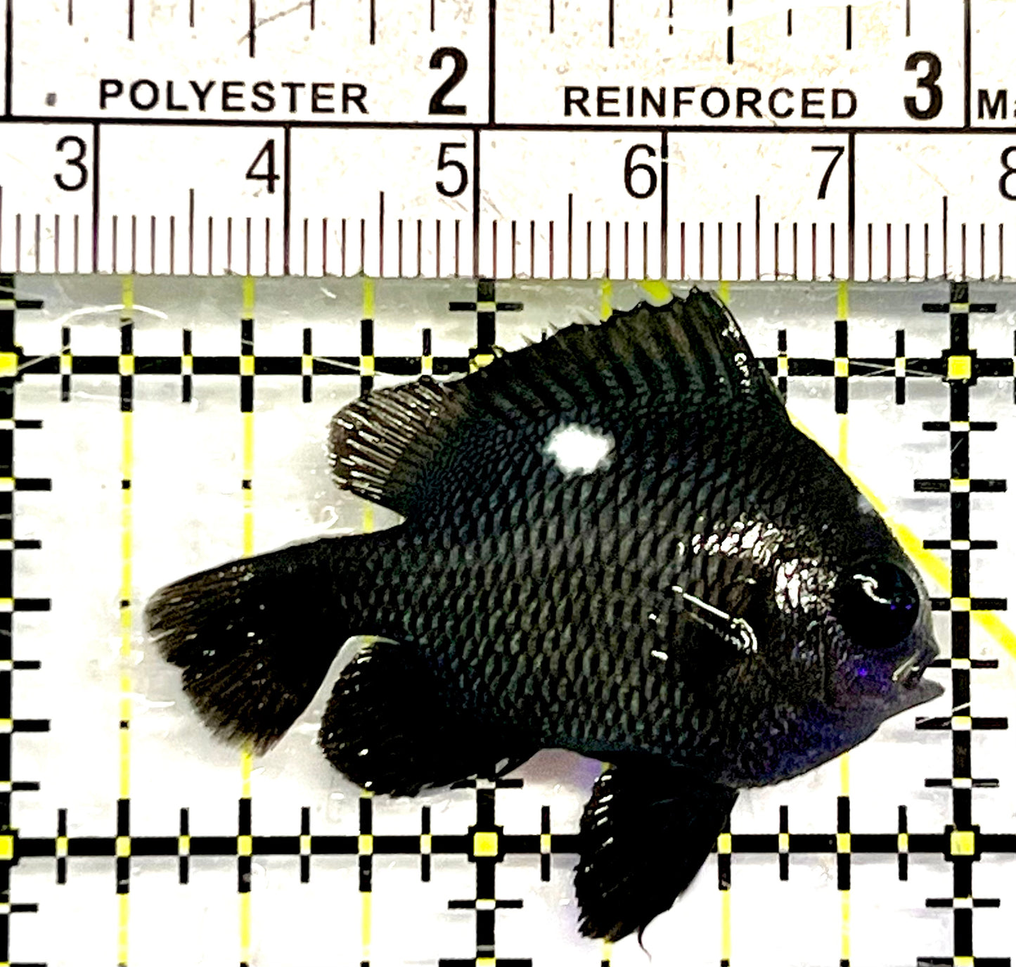 Domino Damselfish DDF062101 WYSIWYG Size: L 1.75"