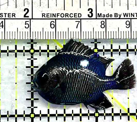 Domino Damselfish DDF062101 WYSIWYG Size: L 1.75"