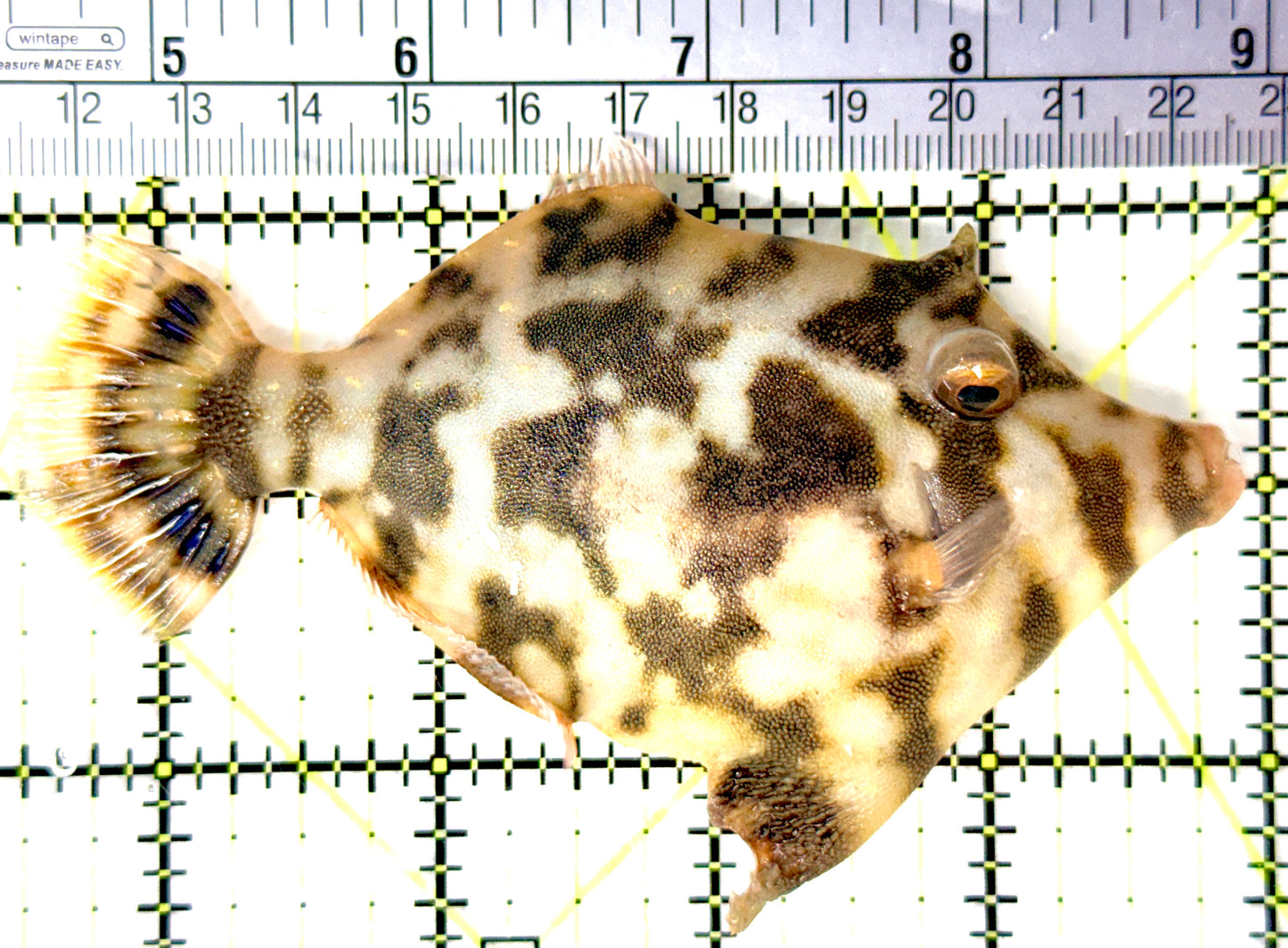 Aiptasia Eating Filefish AEF080702 WYSIWYG Size: XL 4.5" approx