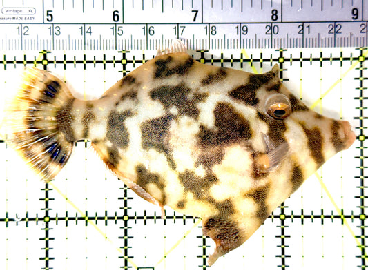 Aiptasia Eating Filefish AEF080702 WYSIWYG Size: XL 4.5" approx