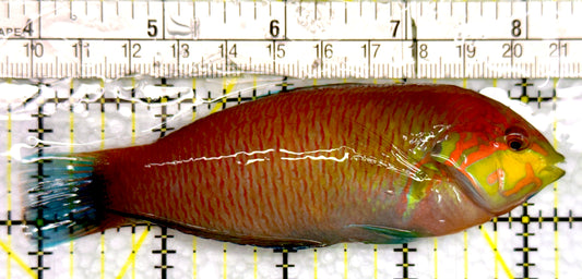 Moyer's Leopard Wrasse MLW100501 WYSIWYG Size: XXL 4.5"