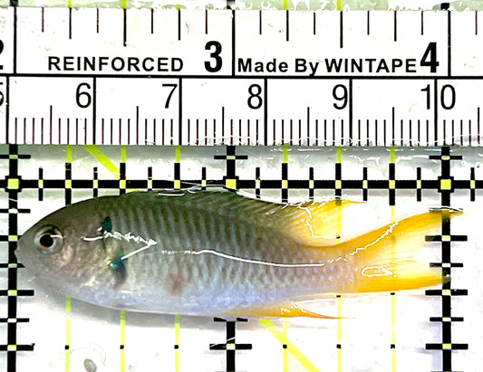 Green Damsel GD062101 WYSIWYG Size: 2"