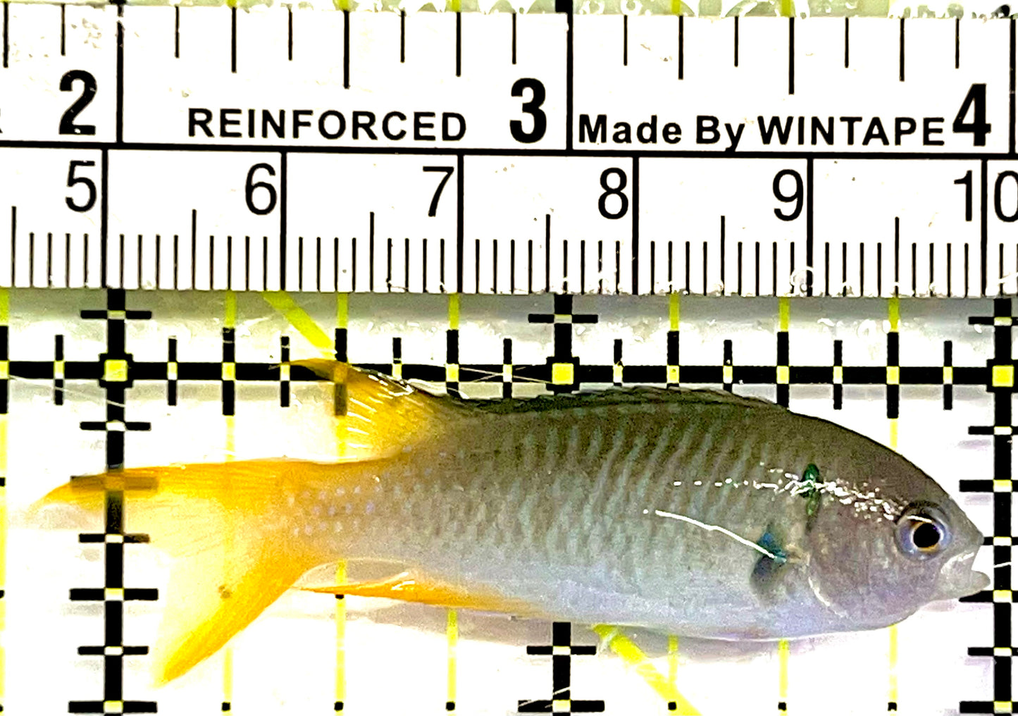 Green Damsel GD062101 WYSIWYG Size: 2"