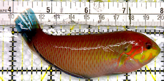 Moyer's Leopard Wrasse MLW100502 WYSIWYG Size: XXL 4.25"