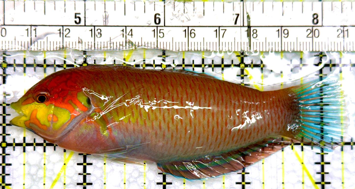 Moyer's Leopard Wrasse MLW100502 WYSIWYG Size: XXL 4.25"