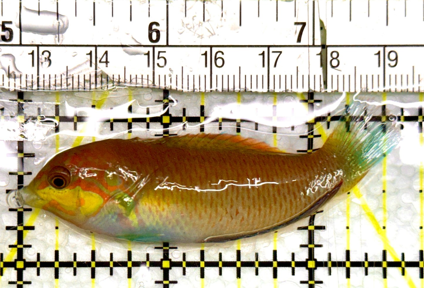 Moyer's Leopard Wrasse MLW100503 WYSIWYG Size: L 2.75"