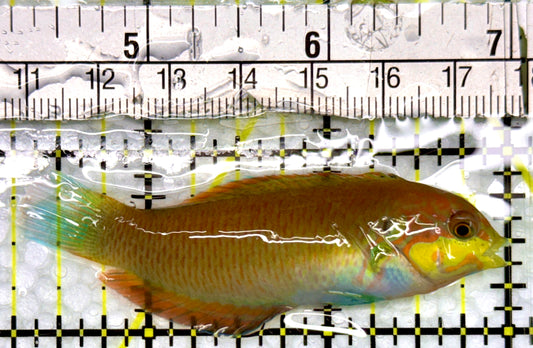 Moyer's Leopard Wrasse MLW100503 WYSIWYG Size: L 2.75"