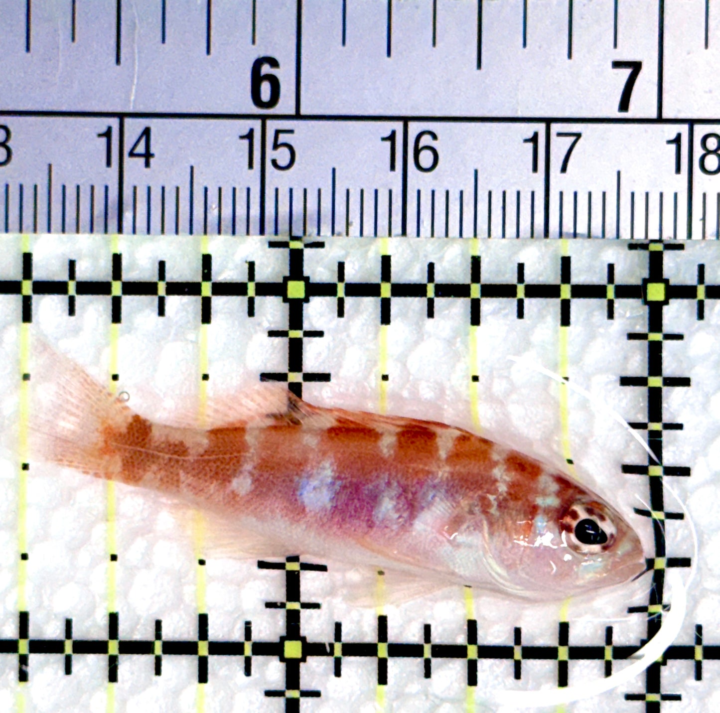 Chalk Basslet CB080601 WYSIWYG Size: ML 1.75"