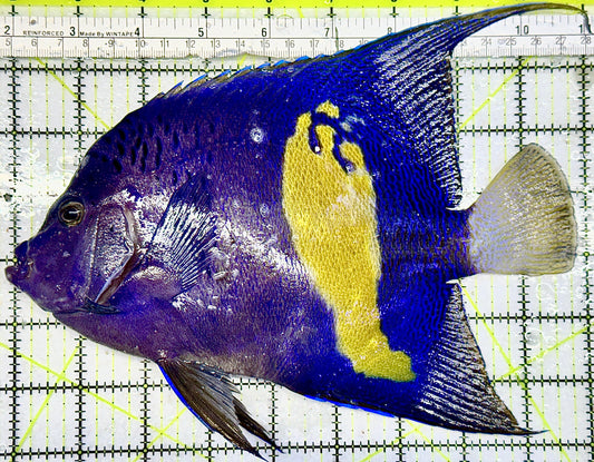 Maculosus Halfmoon Angelfish (Oman Special Grade Red Sea) MHA082103 WYSIWYG Size: XXXL/SHOW  10" approx