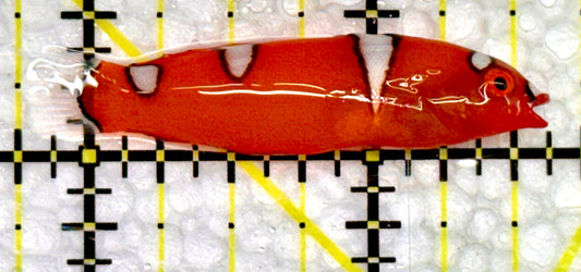 Red Coris Clown Wrasse Juvenile RCWJ100501 WYSIWYG Size: Tiny 2"