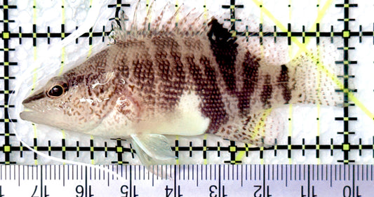 Belted Sandfish BS080601 WYSIWYG Size: M 3"