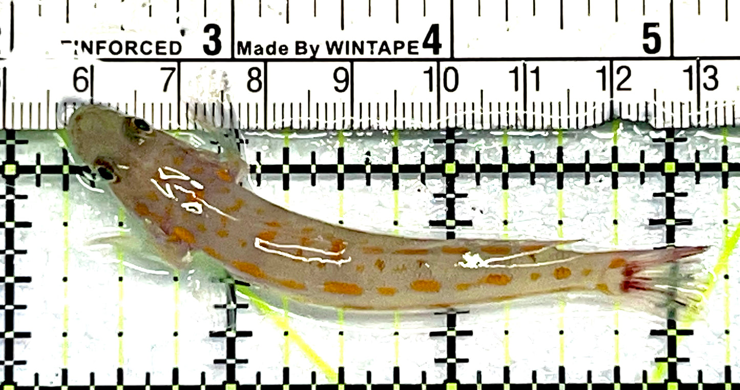 Diamond Watchman Goby DWG062103 WYSIWYG Size: M 3"