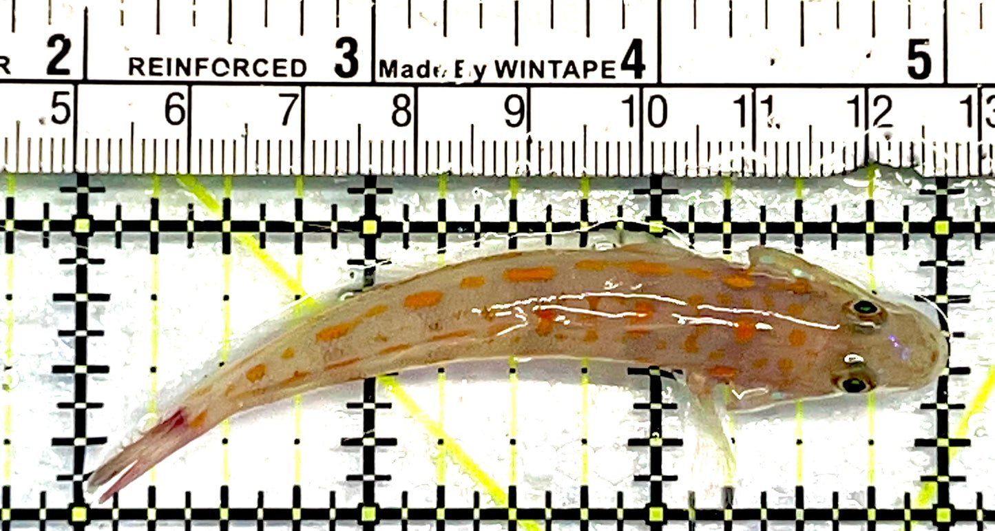 Diamond Watchman Goby DWG062103 WYSIWYG Size: M 3"