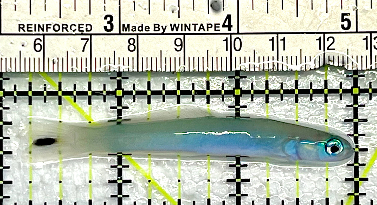 Blue Gudgeon Dartfish BGD062101 WYSIWYG Size: 3”