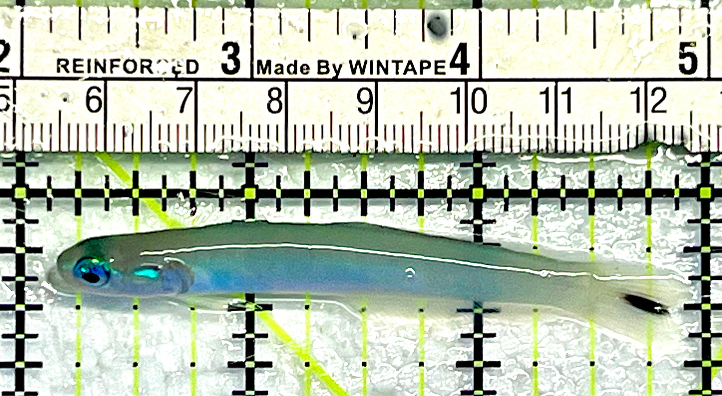 Blue Gudgeon Dartfish BGD062101 WYSIWYG Size: 3”