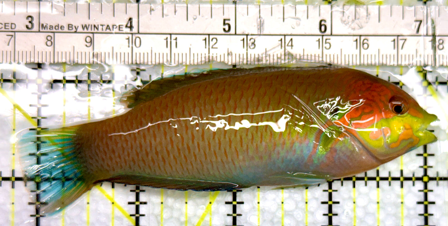 Moyer's Leopard Wrasse MLW100504 WYSIWYG Size: XXL 4.25"