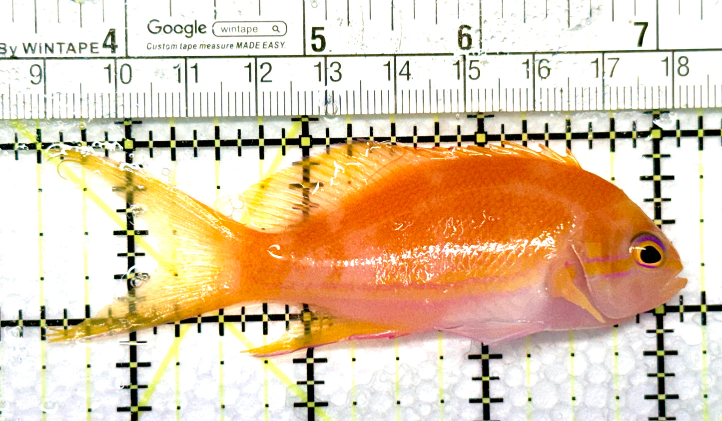 Squareback Anthias (Female) SAF081002 WYSIWYG Size: L 3.5" approx