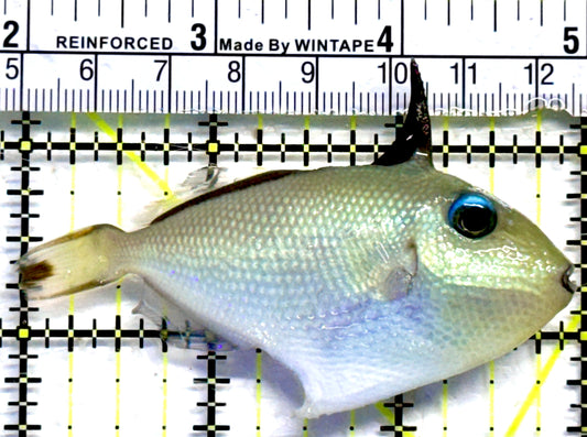 Goldenback Triggerfish GT082301 WYSIWYG Size: M Juvenile 3"