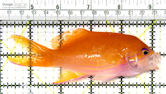Squareback Anthias (Female) SAF081003 WYSIWYG Size: XL 5" approx