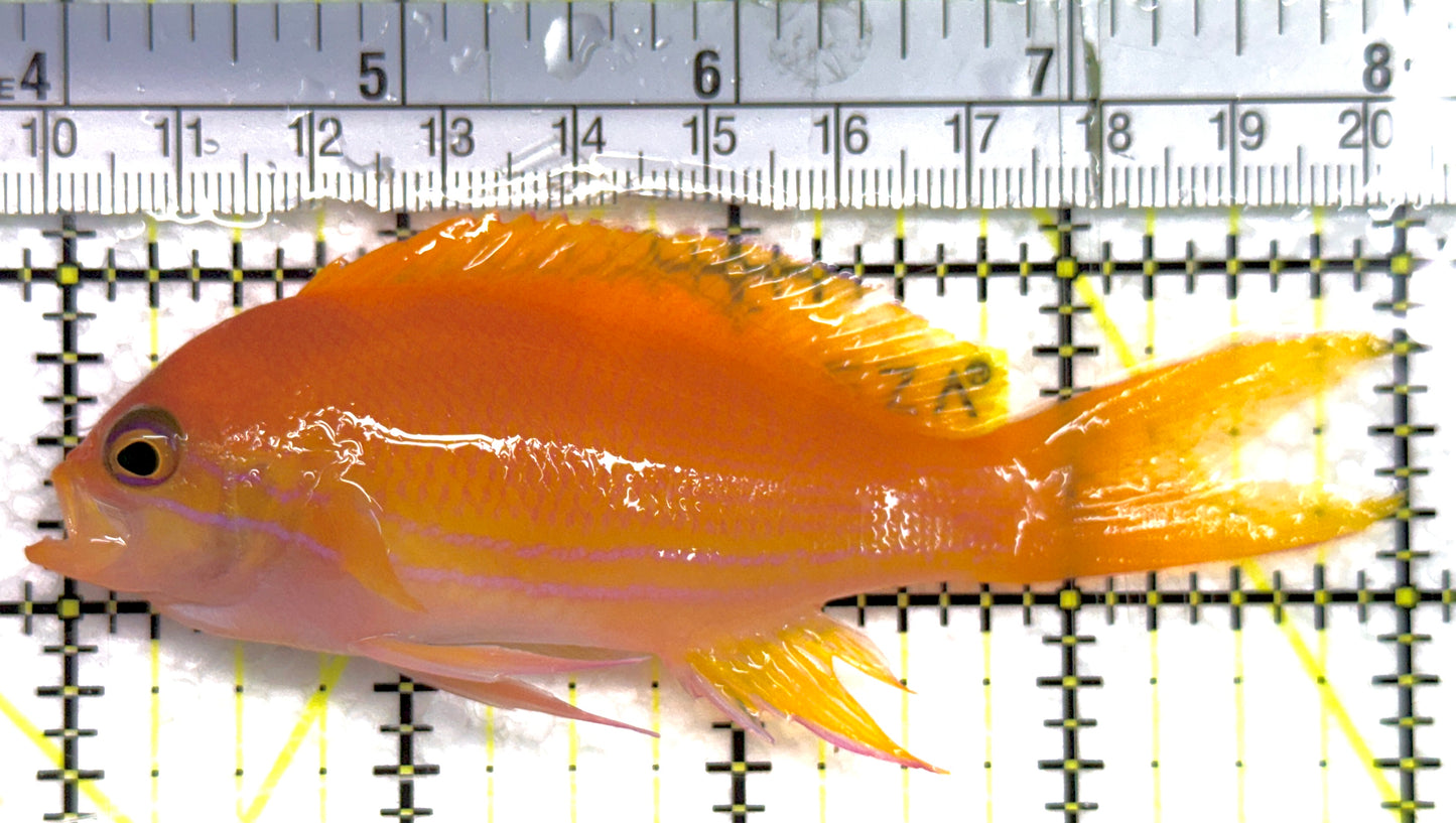 Squareback Anthias (Female) SAF100601 WYSIWYG Size: XL 4.25" approx