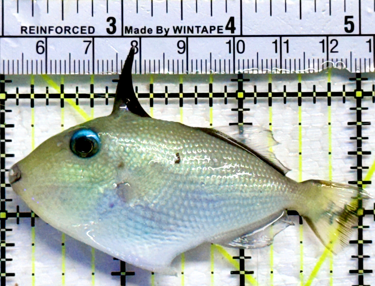 Goldenback Triggerfish GT082301 WYSIWYG Size: M Juvenile 3"