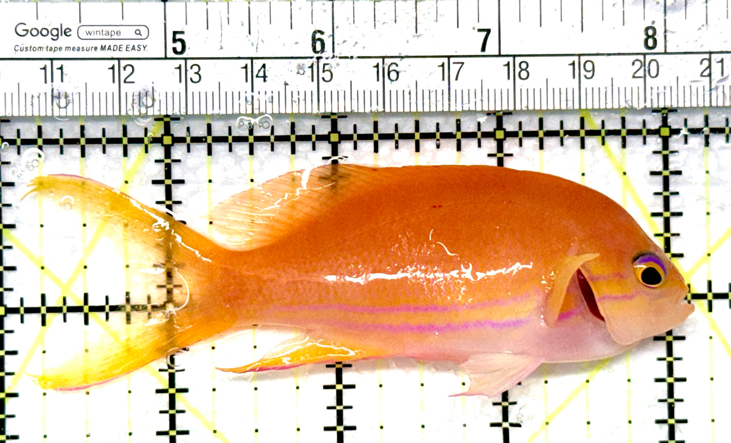 Squareback Anthias (Female) SAF081004 WYSIWYG Size: L 3.75" approx