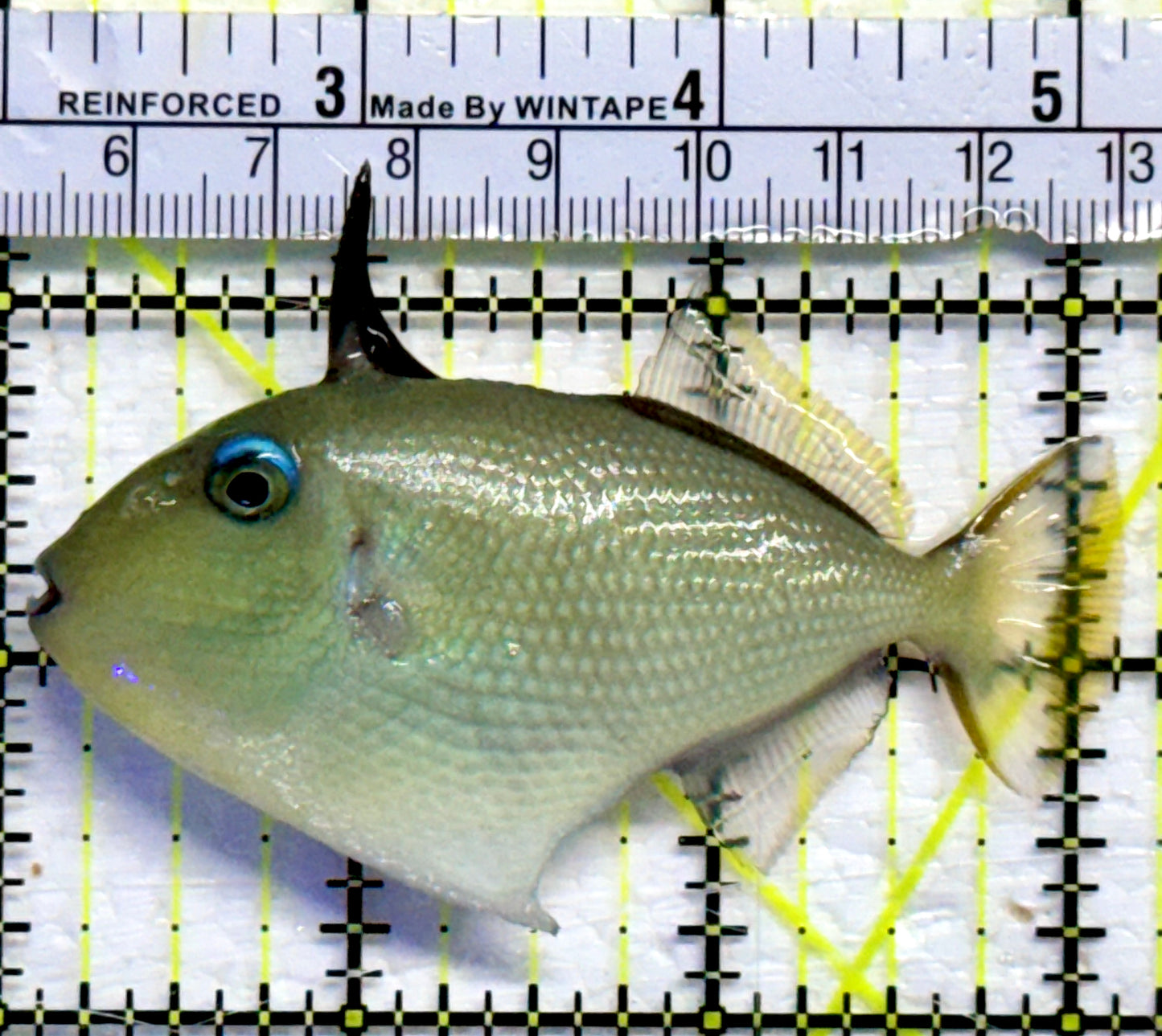 Goldenback Triggerfish GT082302 WYSIWYG Size: M Juvenile 3"