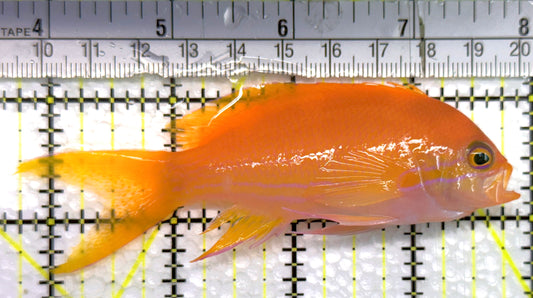 Squareback Anthias (Female) SAF100601 WYSIWYG Size: XL 4.25" approx