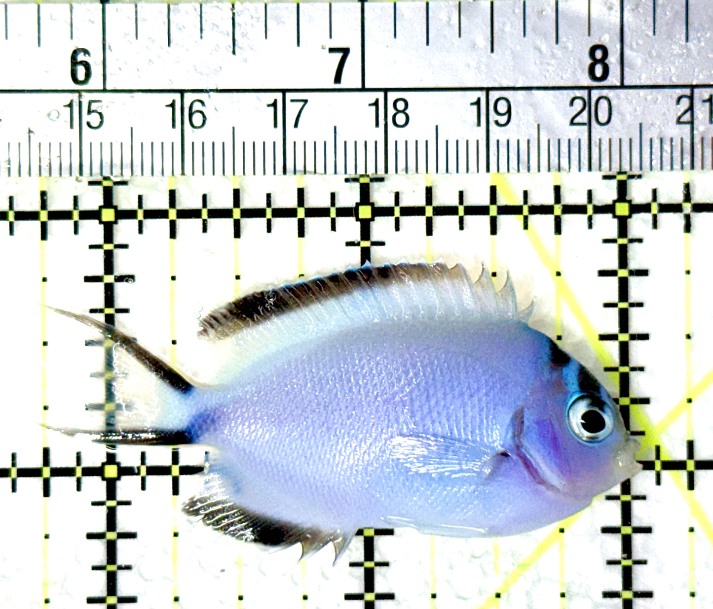 Watanabe Angelfish (Female) WAF081001 WYSIWYG Size: M 2.25" approx