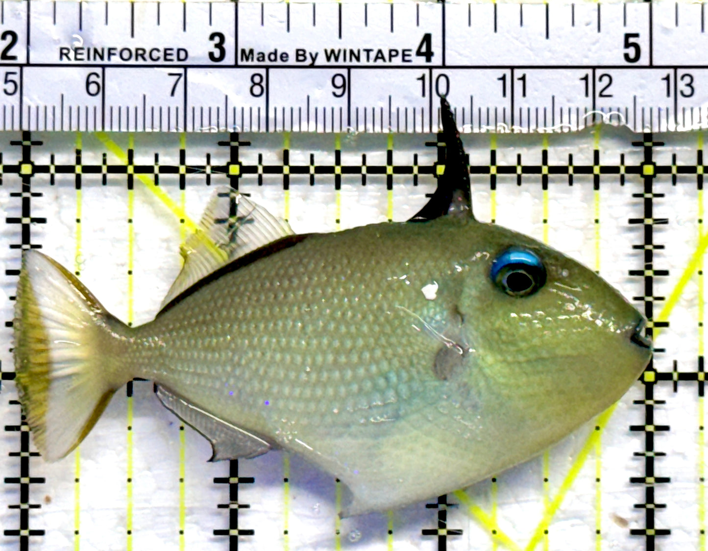 Goldenback Triggerfish GT082302 WYSIWYG Size: M Juvenile 3"