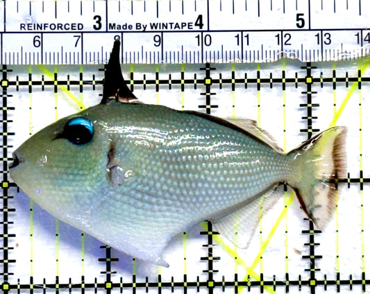 Goldenback Triggerfish GT082303 WYSIWYG Size: L 3.25"