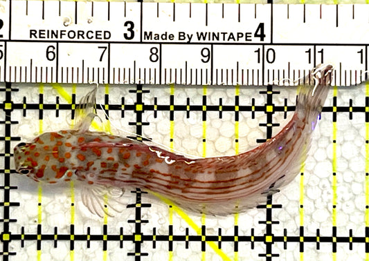 Orange Spotted Blenny (Maldives)  OSB062102 WYSIWYG  Size: 3"