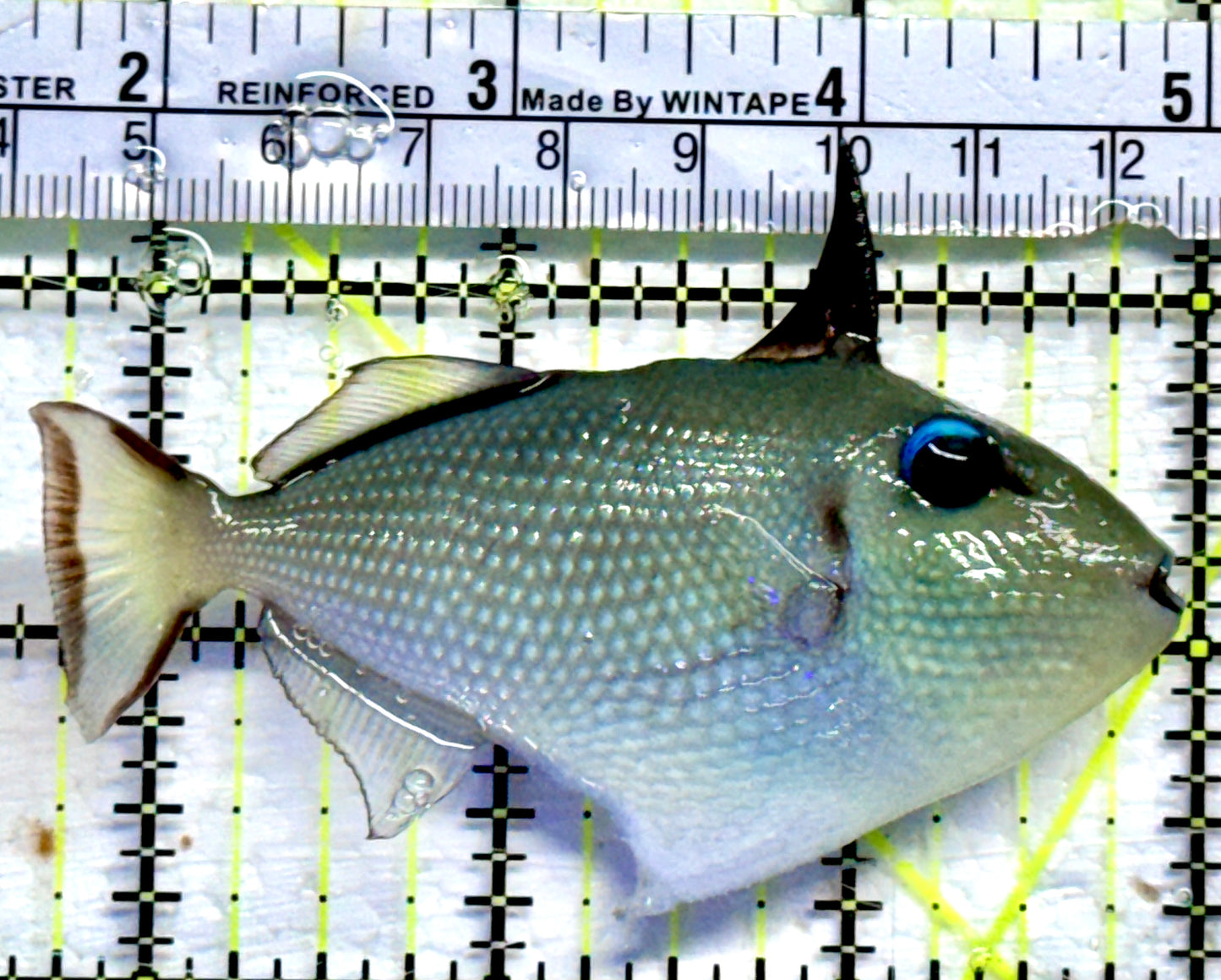 Goldenback Triggerfish GT082303 WYSIWYG Size: L 3.25"