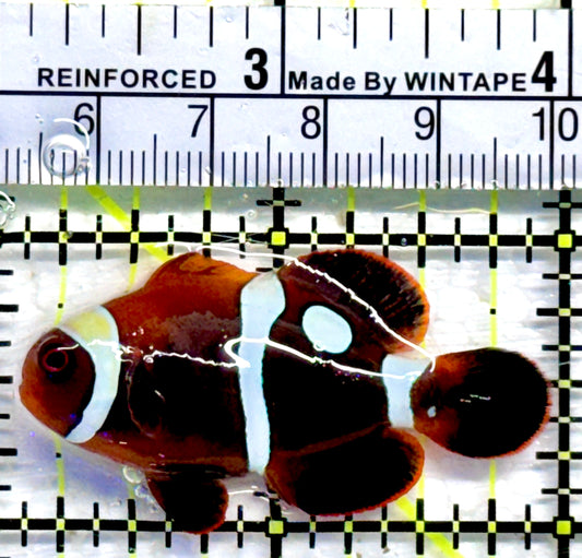 White Stripe Maroon Clownfish WMC082301 WYSIWYG Size: S 2"