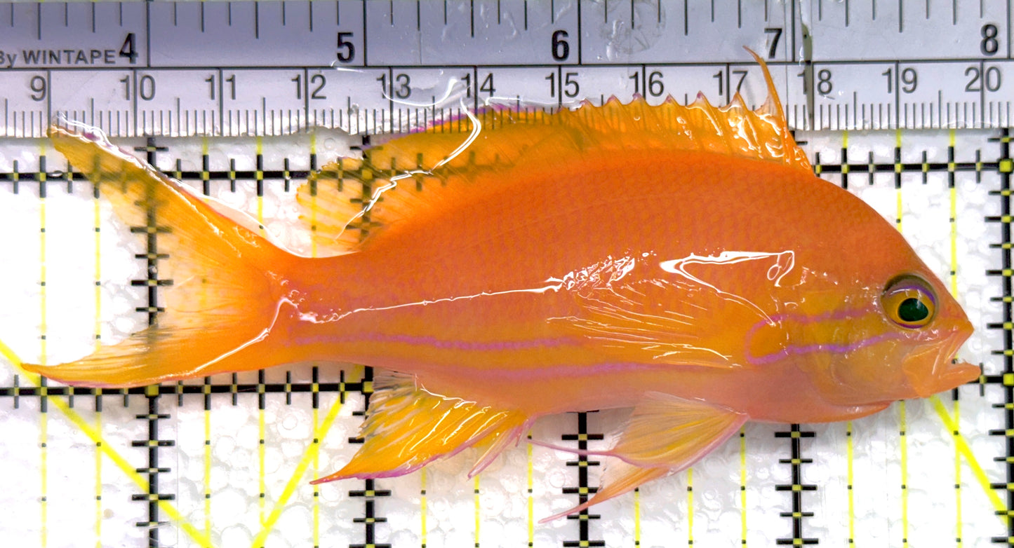 Squareback Anthias (Female) SA100602 WYSIWYG Size: XL 4.5" approx