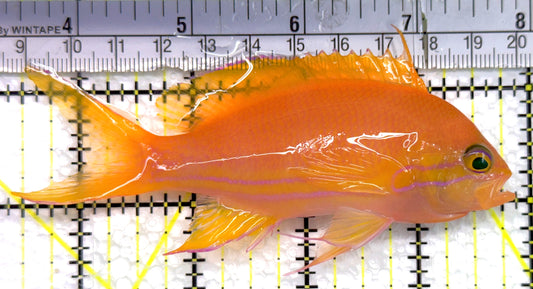 Squareback Anthias (Female) SA100602 WYSIWYG Size: XL 4.5" approx