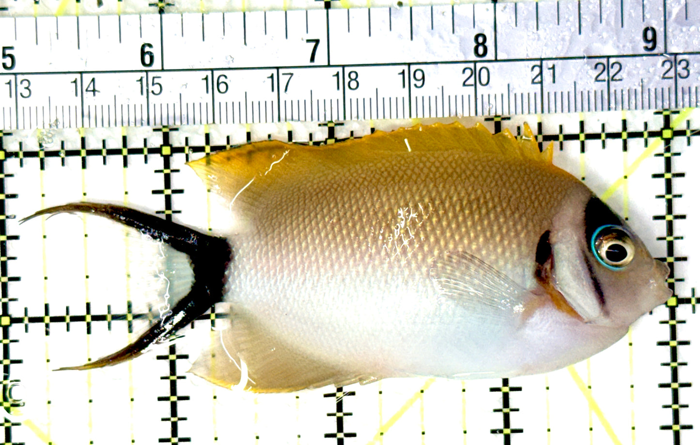 Female Masked Swallowtail Angelfish FMSA081003 WYSIWYG Size: L 4" approx